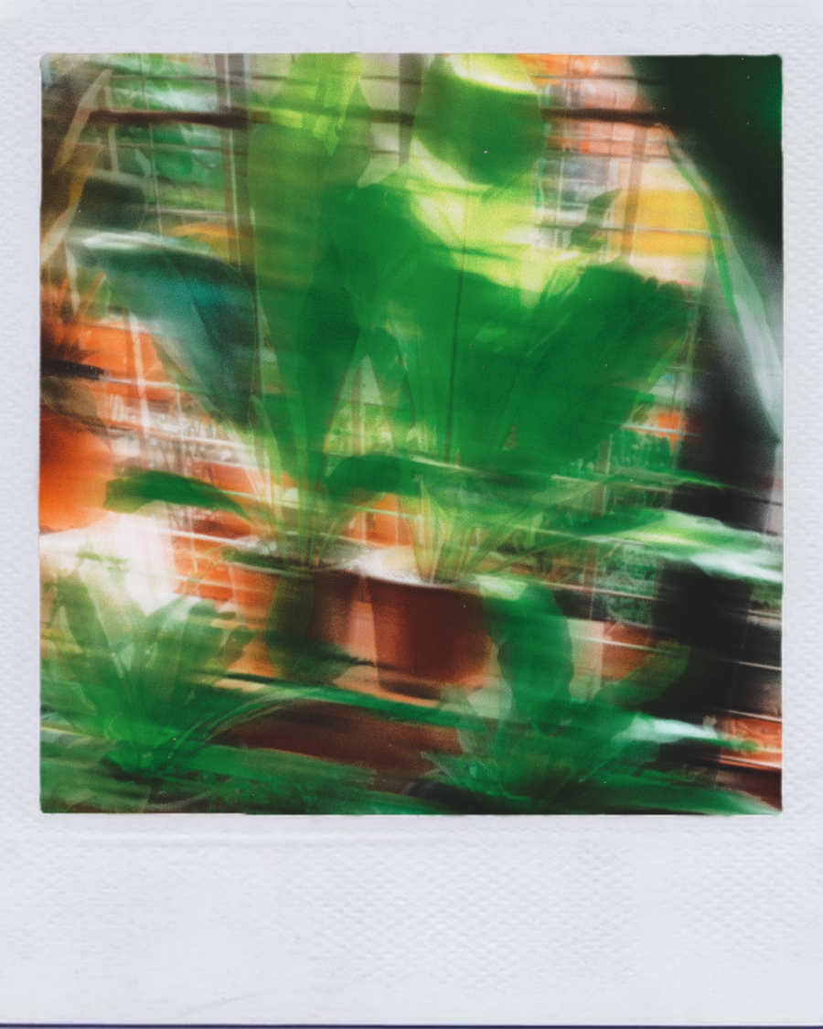 Planta #24
